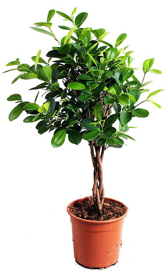 Растение Фикус мокламе d27/h110