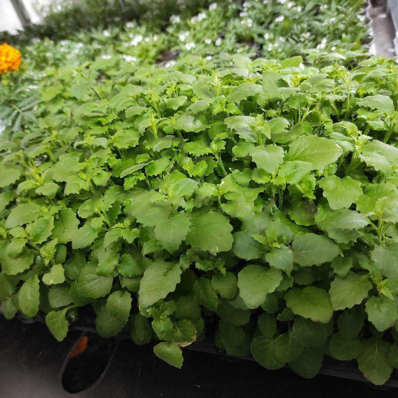 Рослина Аліссум 10х15 білий (вир-во Україна)