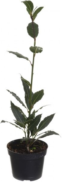 Растение комнатное Лавр 10х25 см
