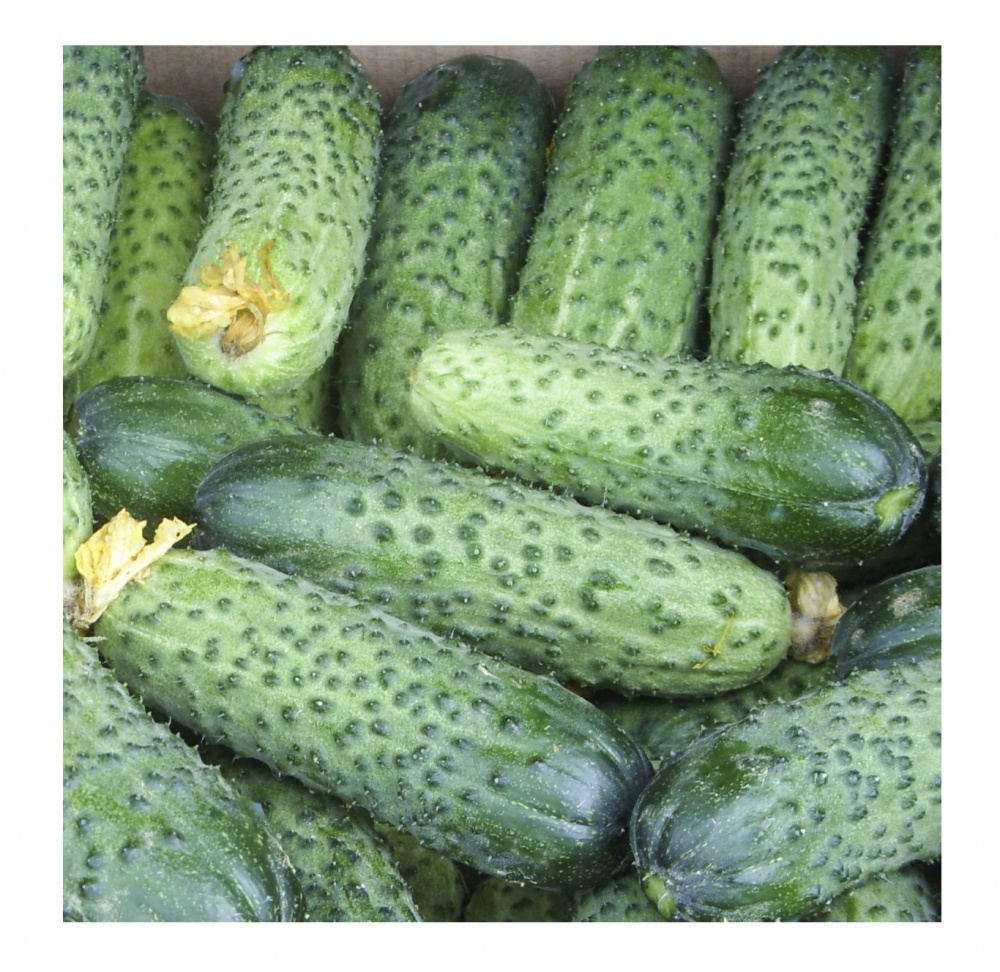 Насіння Професійне насіння огірок Мадрілен F1 10 шт. (4820176698117)