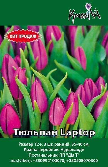 Луковица Тюльпан Laptop 3 шт. 