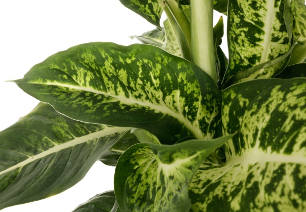 Растение комнатное Диффeнбахия микс 17x60 см