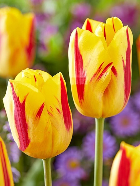 Цибулина TUBERBULB Export B.V. тюльпана тріумф Вашінгтон 3 шт. 