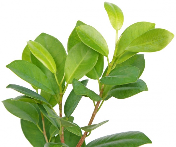 Растение Фикус мокламе d27/h110