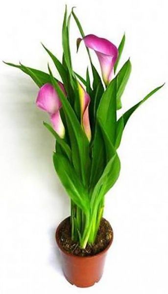 Растение Калла микс 12/40