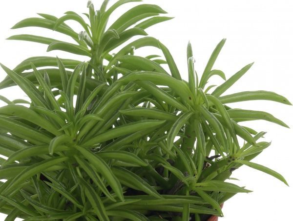 Рослина Суккулент мікс 12/15