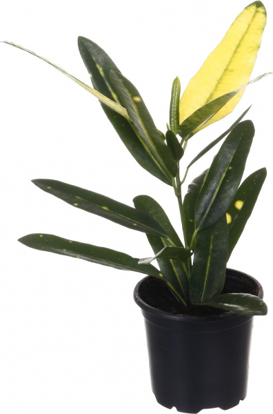 Рослина кімнатна Плантмікс 09//20