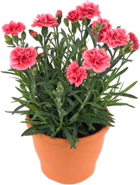 Рослина Гвоздика d12