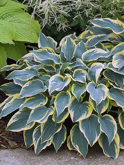 Корневище хосты Фест Фрост 1 шт. 