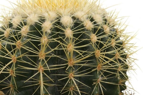 Рослина кімнатна Кактус ехіногрузон 20х25 см