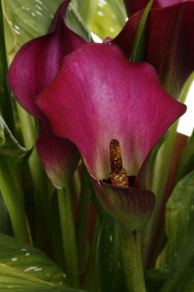 Растение Зантедесхия 14/50 микс