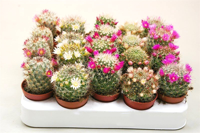 Рослина кімнатна Кактус 5х10 см Mammalaria квітучий мікс