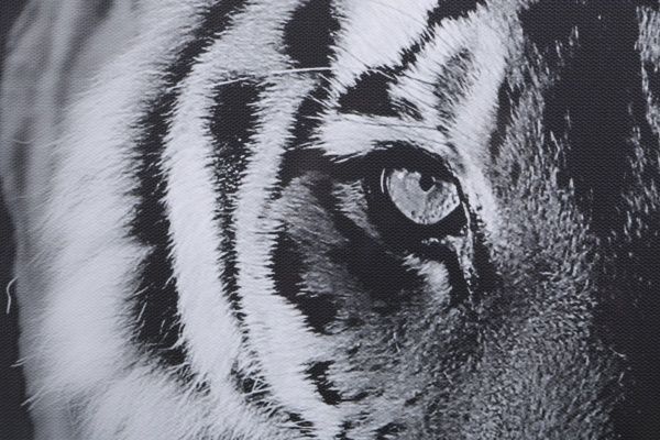 Репродукция Тигр 75x100 см Styler 