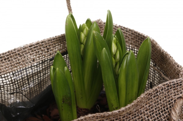 Рослина кімнатна Гіацинт 3 шт. в пластиковій сумці Jungle 16х16х16 см