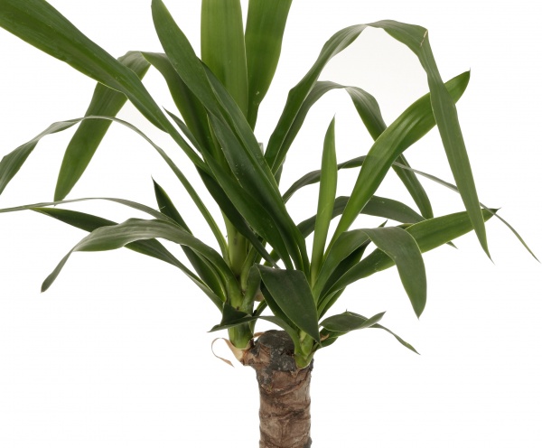 Растение комнатное Юкка штамб 14х60 см
