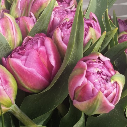 Луковица Яскрава Тюльпан двойной Chato 