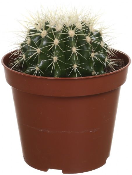 Рослина кімнатна Ехінокактус 10х14 см