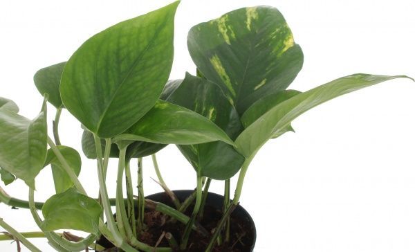 Рослина Сциндапсус 12/25 ауреум