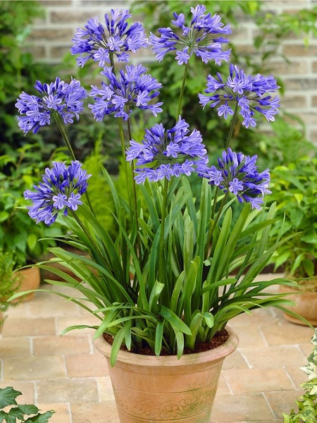 Корневище агапантуса синего 1 шт. 