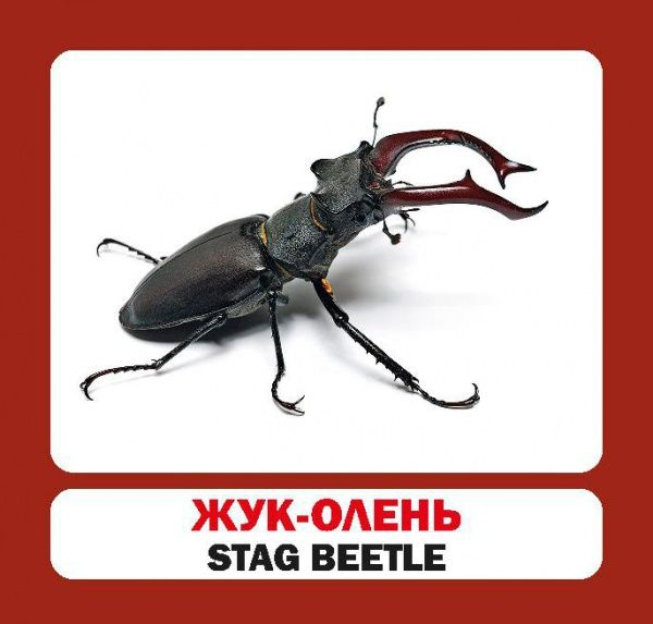 Книга «Навчальний посібник. Комахи. англ-укр»