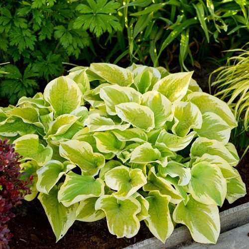 Кореневище Яскрава Хоста Delta Dawn 