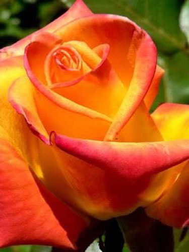 Роза парковая в ассортименте /Rosa С5, 7.5