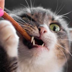 Ласощі для котів