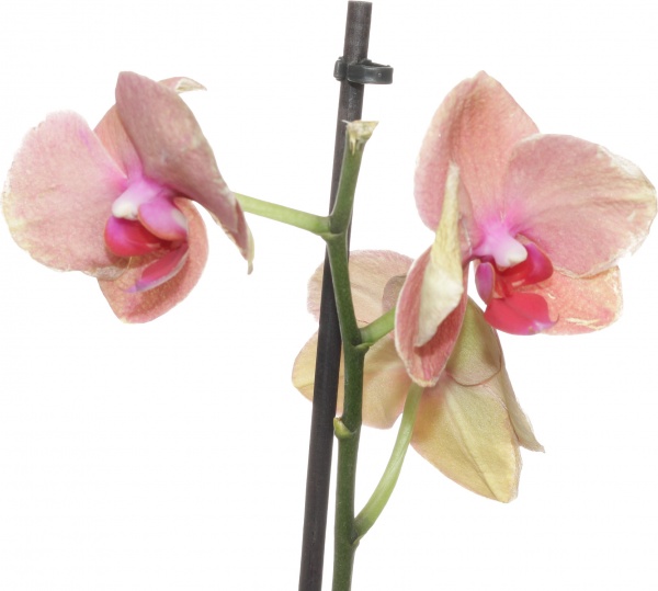 Растение комнатное Фаленопсис микс 1рр, 3/5 + 12/50