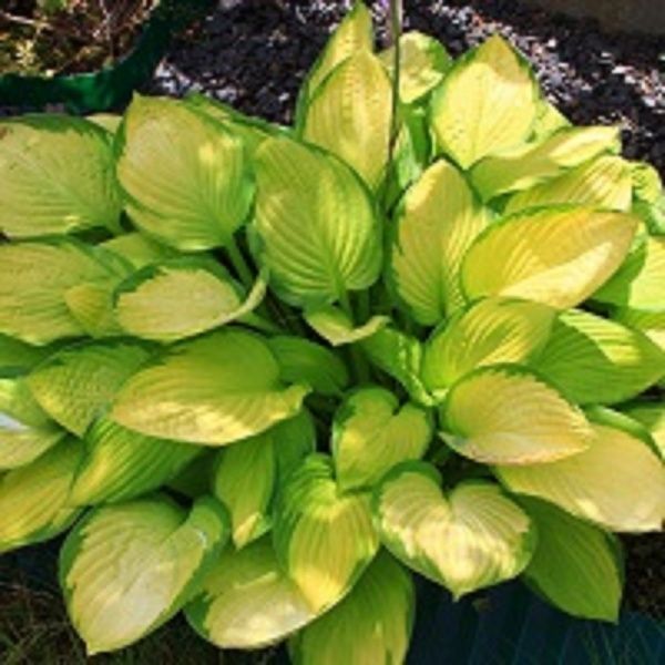 Корневище Хоста Голд Стандарт 1 шт. 