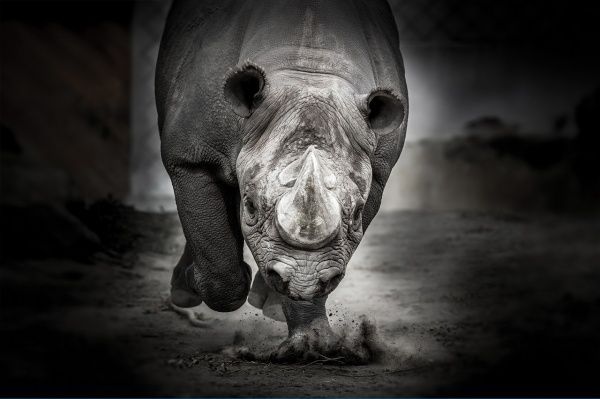 Картина Носорог 560х800 Posterclub 