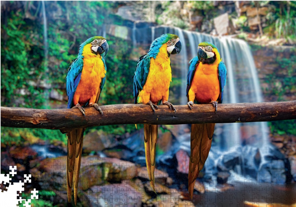 Пазл DGT Сине-желтые Арарауны 1000 элементов TRFL_B/ARA