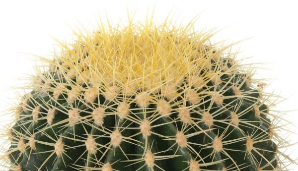 Растение Кактус Грузони 24х30 см