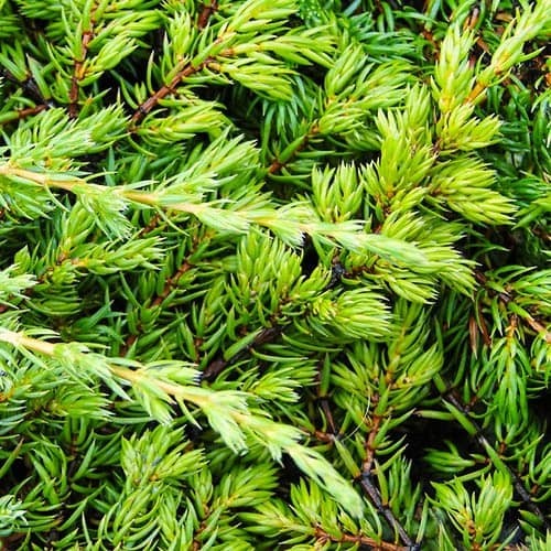 Рослина Ялівець Репанда d15/h30