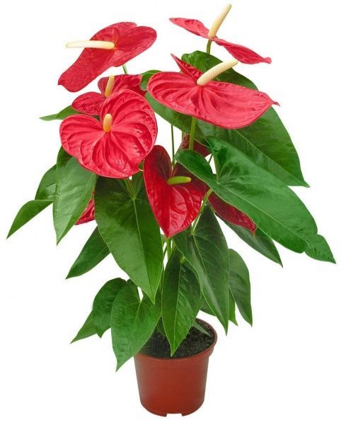 Рослина Антуріум мікс 14/50