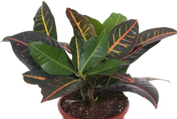 Растение Кротон 17/75 Excellent