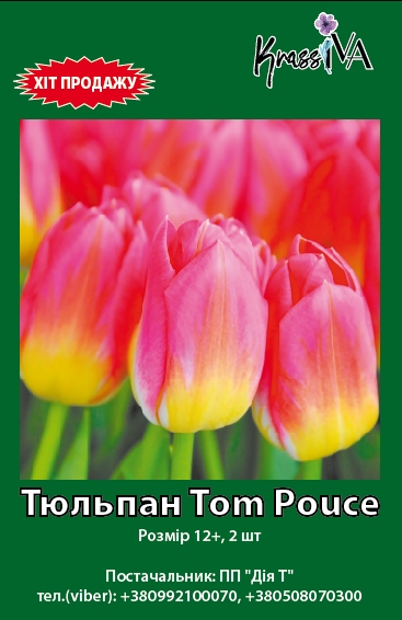 Луковица KrassIVA тюльпан Tom Pouce 2 шт. 
