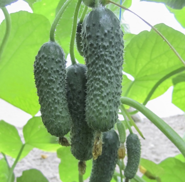 Семена Професійне насіння огурец Анзор F1 10 шт. (4820176690647)