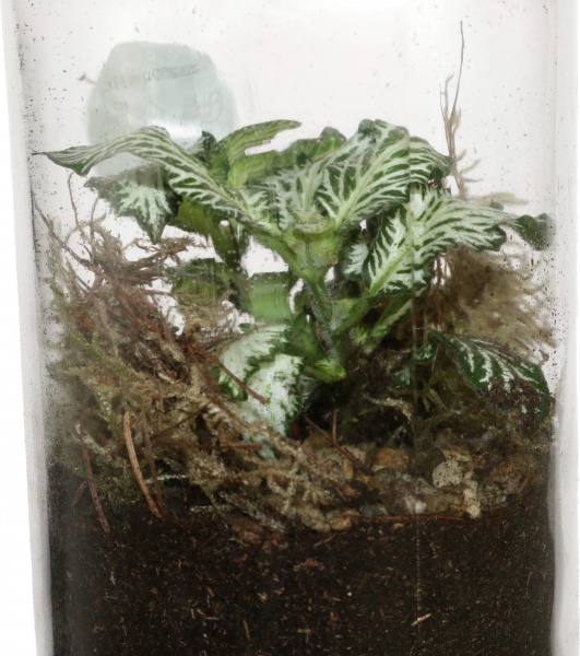 Растение террариум в бутылке 10/14