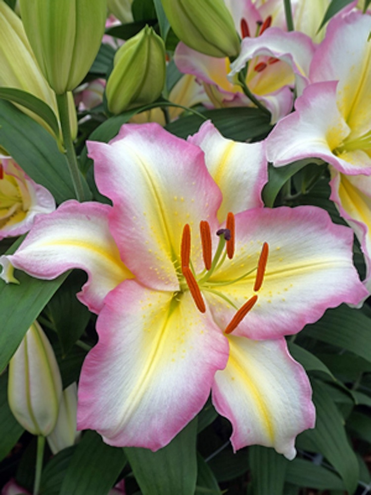 Цибулина лілії східної Кептін Тріколор 1 шт.