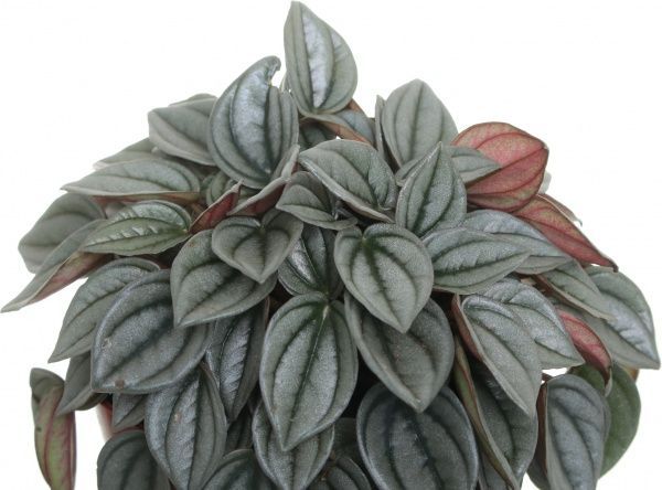 Растение Пеперомий 10,5/20 сортовой