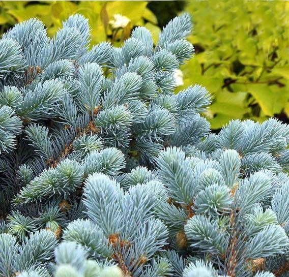 Ель колючая / Picea pungens Glauca Globosa, С40 Ра