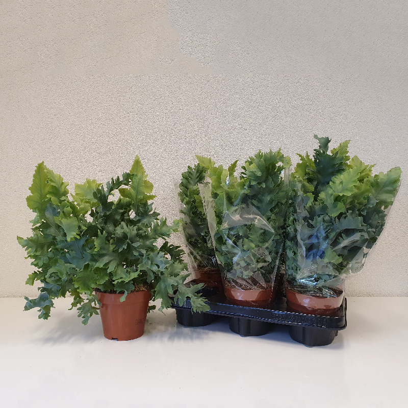 Растение Флебодиум 12х35 Davana