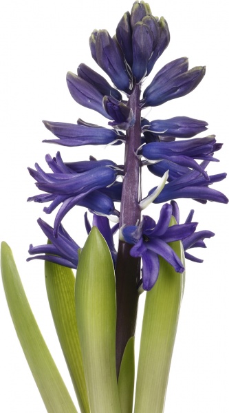 Рослина кімнатна Гіацинт мікс d7