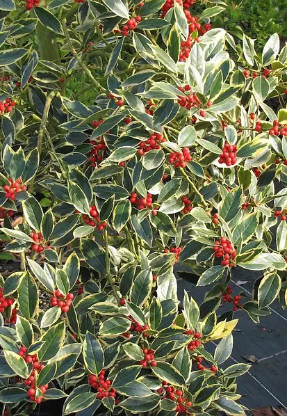 Растение Подуб альтакл/Ilex altacl. 'Belgica Aurea' С3/ Н60-80