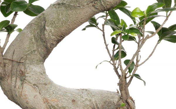 Растение комнатное Бонсай 35/100