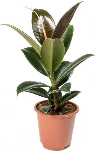 Растение Фикус Melany 3рр d19 h55