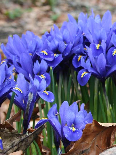 Луковица ириса ретикулата Гармония 5 шт. 