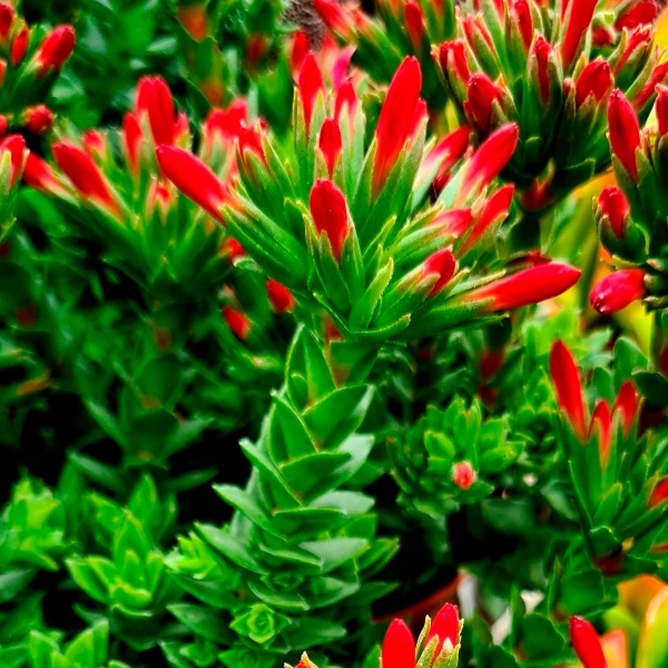 Растение Крассула Coccinea d11/h15