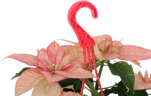 Растение Пуансеттия D20 см