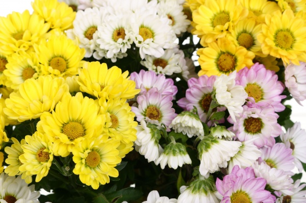 Растение Хризантема росси микс в горшке d14/h25